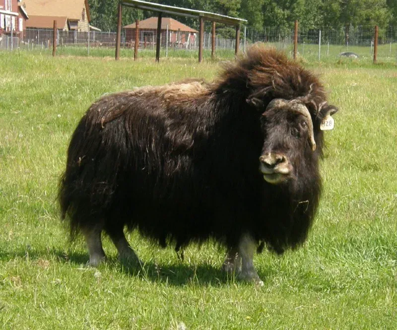 Taurus (April 20 &ndash; May 20): The Musk Ox (mmmavocado, Flickr, CC BY 2.0)