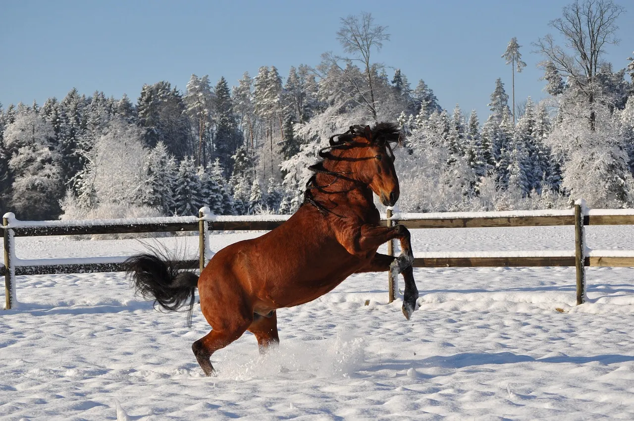 Paso Fino: Expressive but Often Human-Generalists (Image Credits: Pixabay)