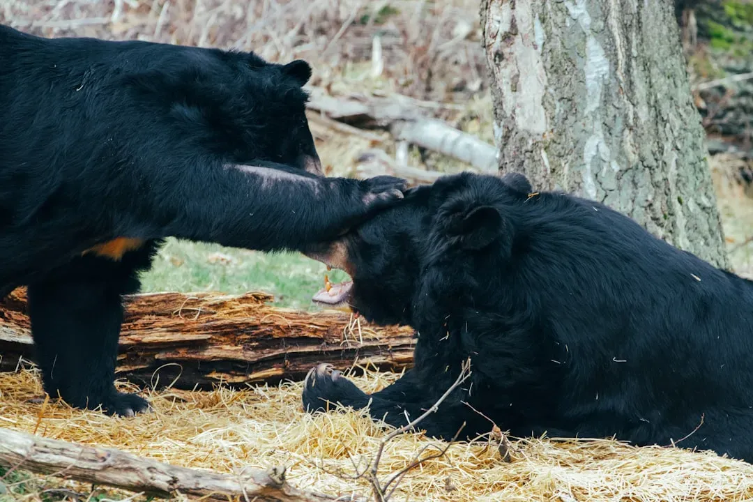 The Bear Always Pays the Steepest Price (Image Credits: Unsplash)