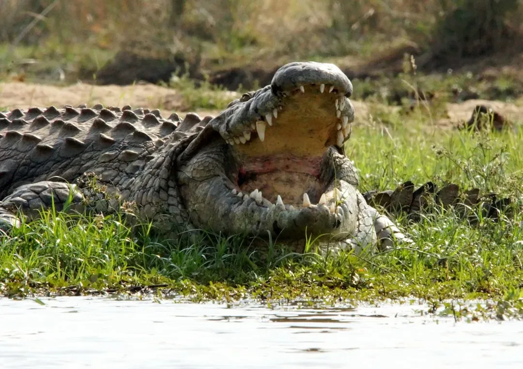 Crocodile Tenderness: Jaws That Carry Rather Than Crush (Image Credits: Unsplash)