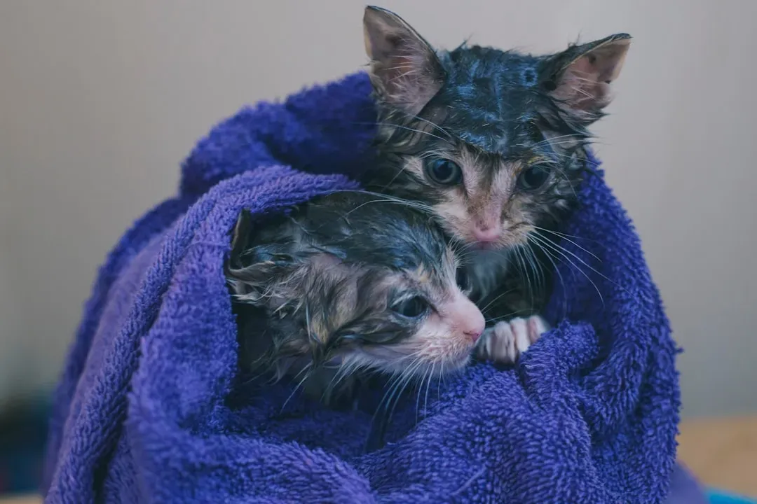 Bathing Techniques That Protect Your Kitten (Image Credits: Unsplash)