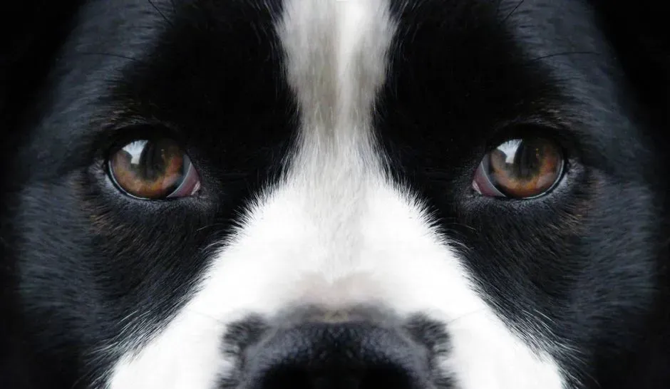 Behavioral Context in Dog Psychology (Image Credits: Pexels)