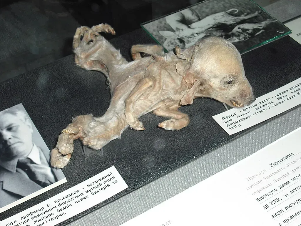 Mutated Wildlife: Nature Reclaims the Zone (Image Credits: Mutated wildlife Chernobyl: Chernobyl Museum)