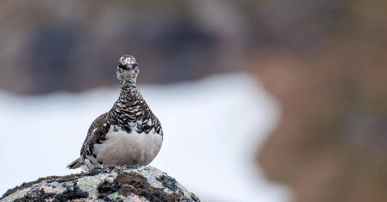 Willow Ptarmigan: Alaska's Camouflage Master (Image Credits: Pixabay)