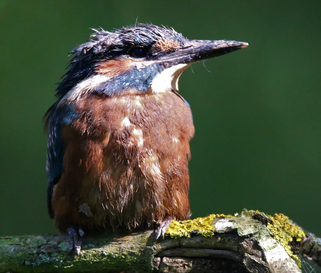 7. Riverbank Burrows: Underground Homes for a Diving Bird (Nick Goodrum Photography, Flickr, CC BY 2.0)