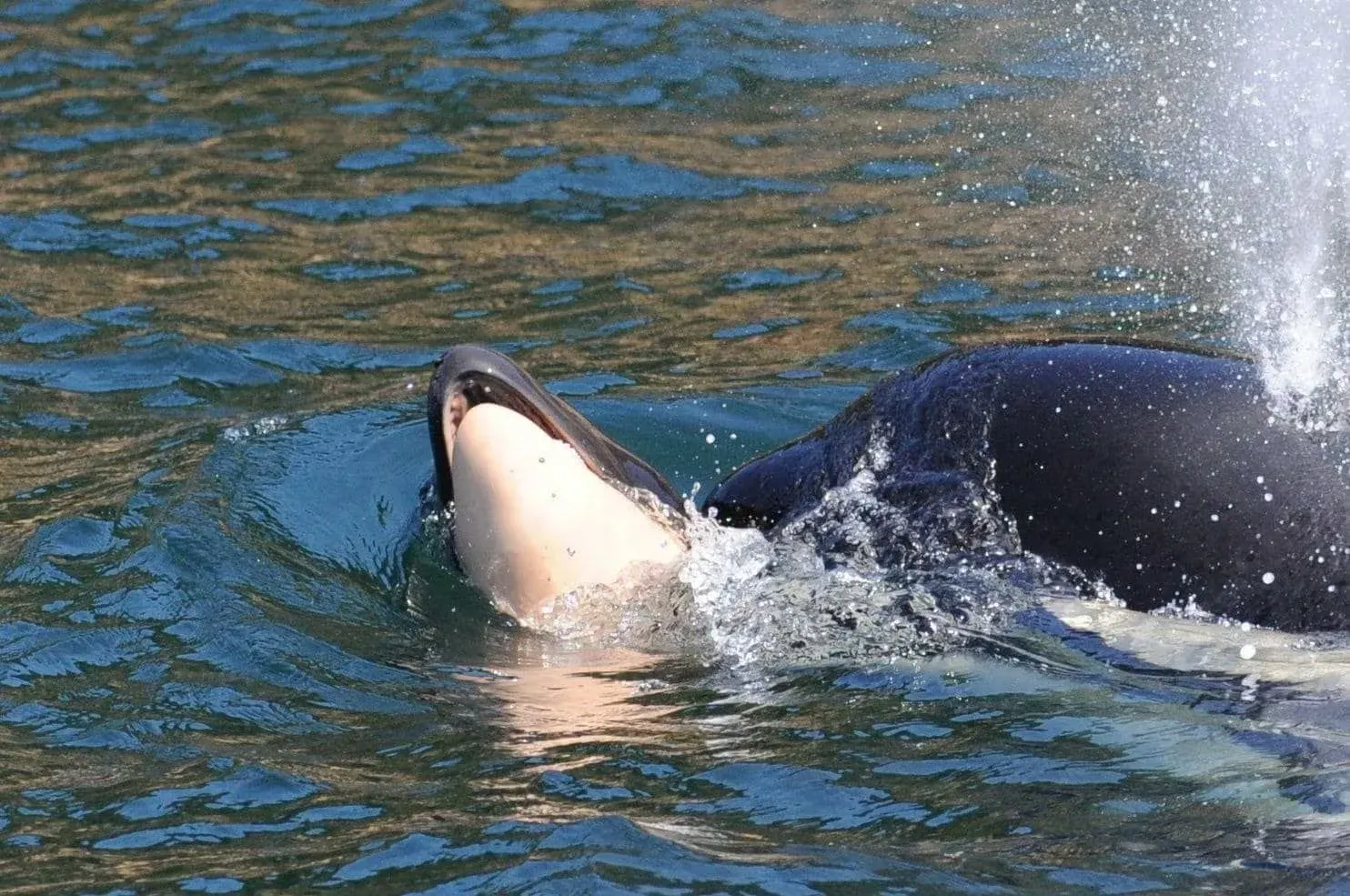 Marine Mammals and Their Vigils (Image Credits: Wikimedia)
