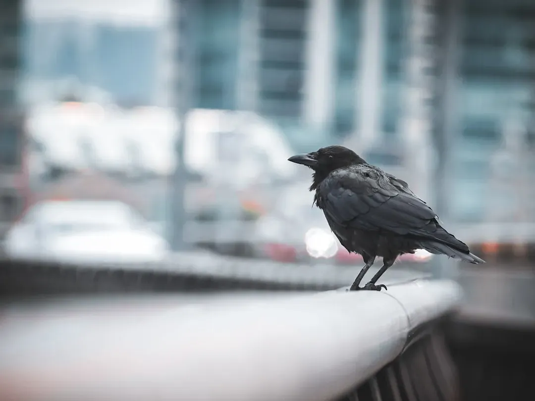 Urban Crows: Adapting Intelligence to City Life (Image Credits: Unsplash)