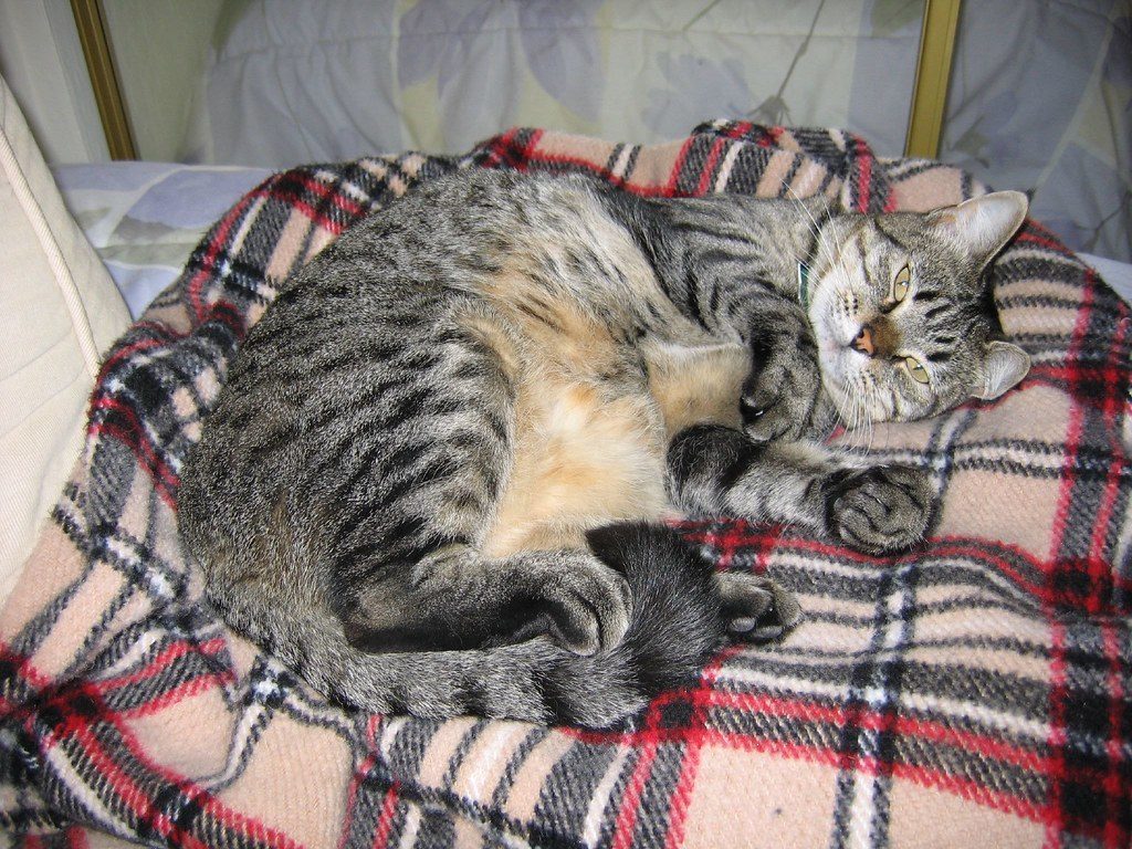 #6 They Show You Their Belly (Image Credits: Flickr)
