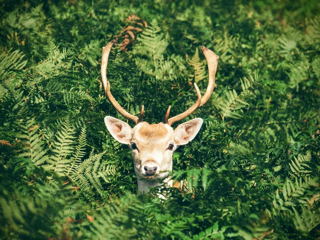 11. Lowering Their Head (Image Credits: Unsplash)