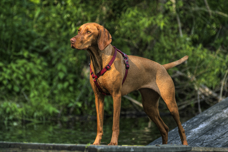#4. Vizsla (Image Credits: Wikimedia)