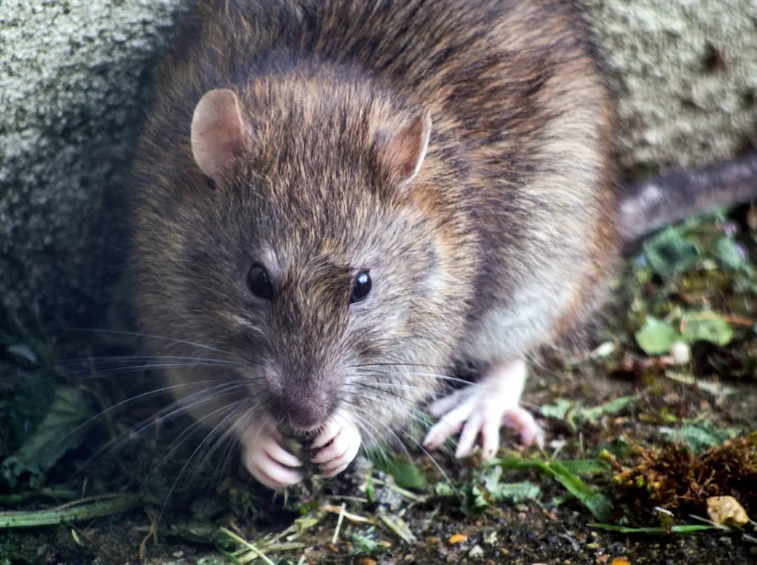 Rats: Adaptive Learners (Image Credits: Unsplash)