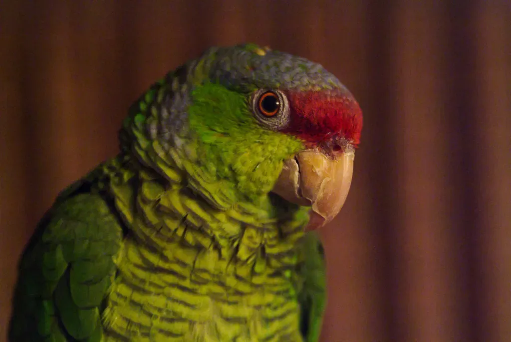 7. Amazon Parrots: The Talkative Companions for Multiple Generations (Image Credits: Flickr)