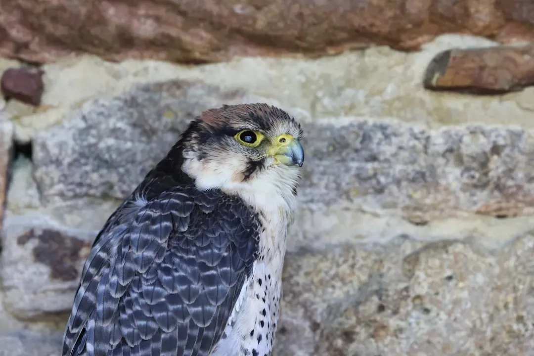 The Peregrine Falcon: Urban Survivor Facing a Weakening Safety Net (Image Credits: Unsplash)