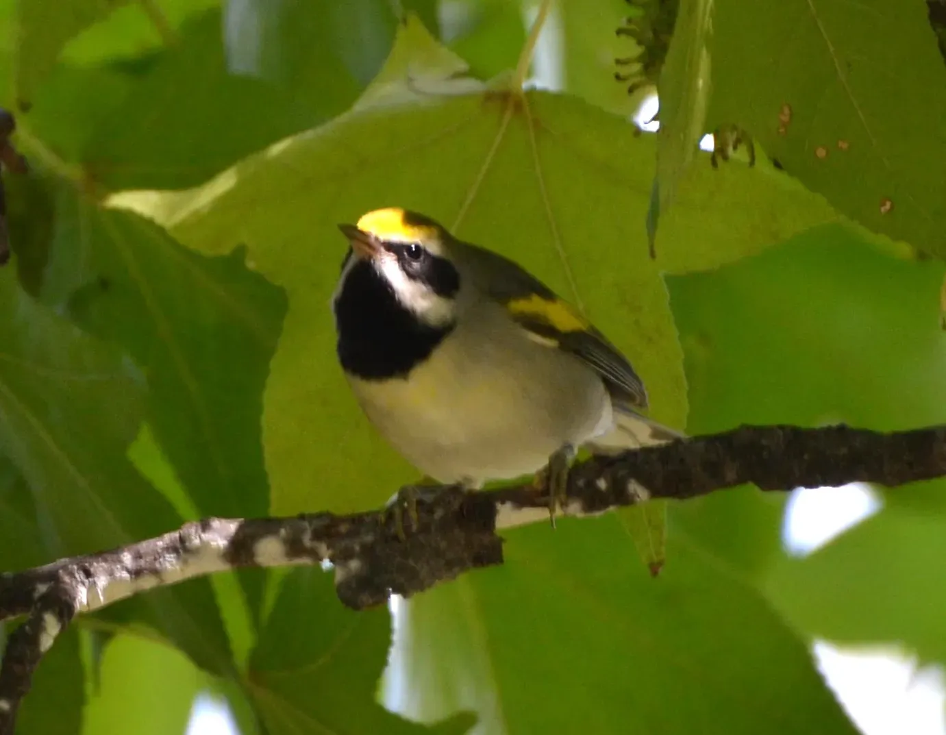 Golden-Winged Warblers Evacuate Days Before Tornadoes (Image Credits: Wikimedia)