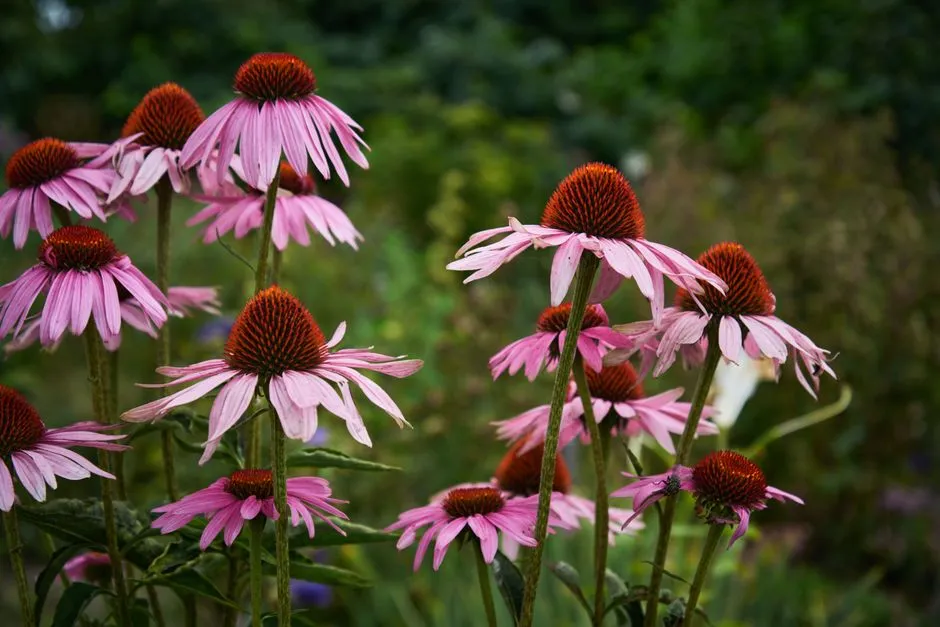 #1 - Echinacea and Its Kin: The Ultimate Barren-Yard Transformer (Image Credits: Pexels)