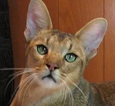 #34 - Chausie (Image Credits: Wikimedia)