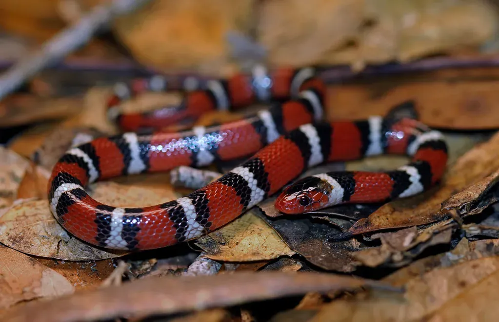 The Haicheng Miracle: When Animal Warnings Saved Lives (Image Credits: Flickr)