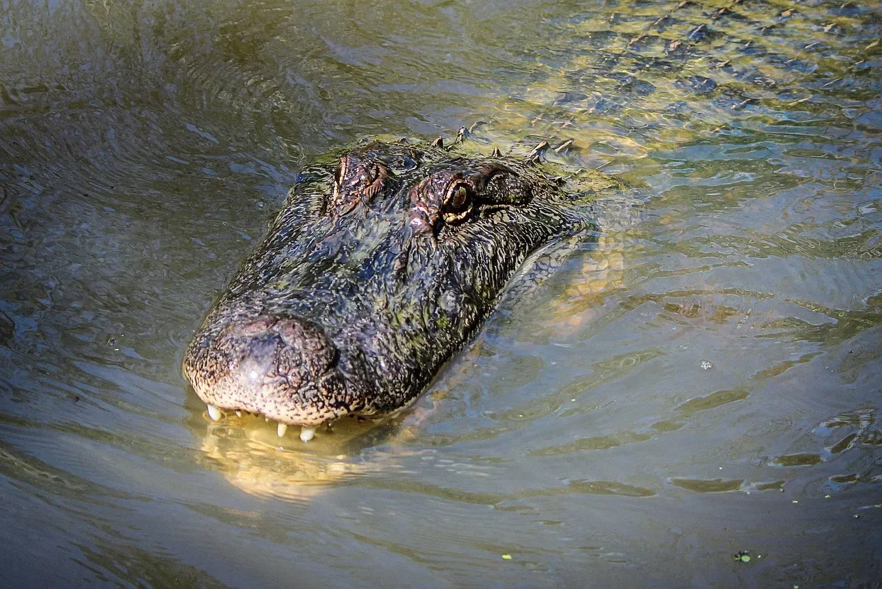 1. American Alligator - Florida's Original Apex Predator (Image Credits: Pixabay)