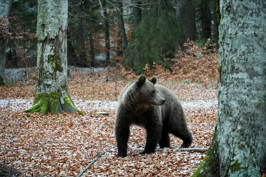 Never Approach Or Try To Feed The Bear (Image Credits: Unsplash)