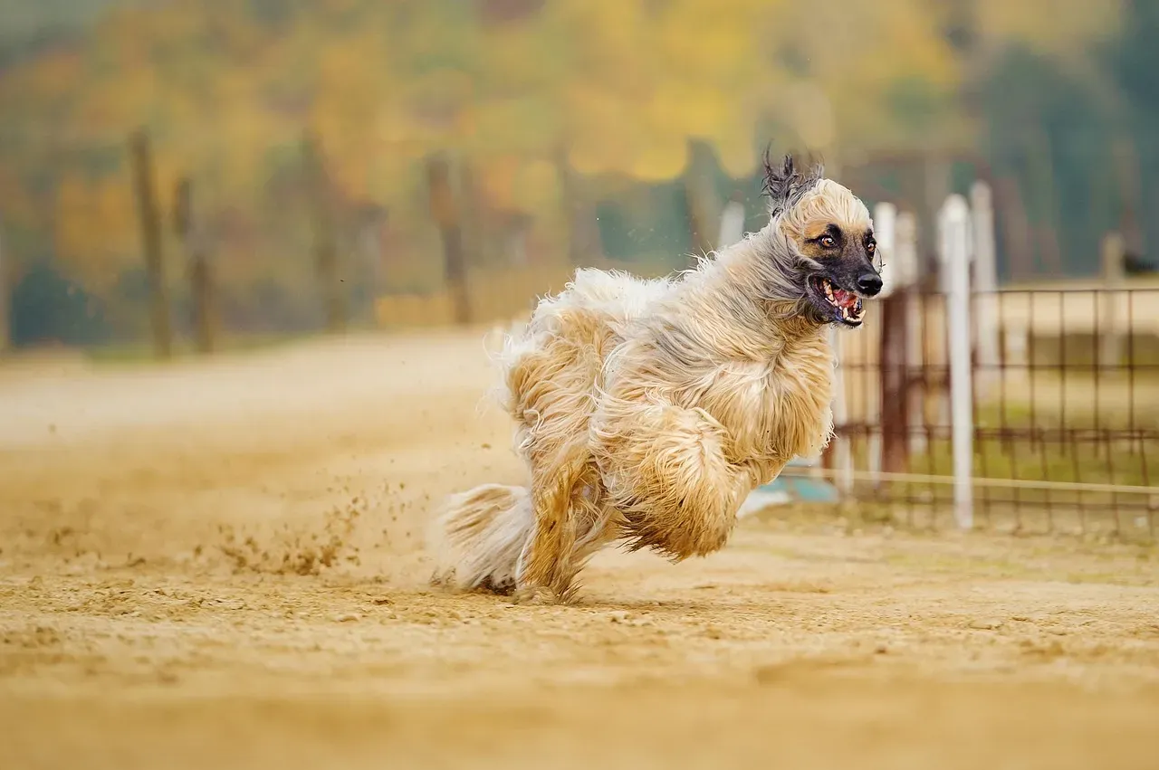 The Intelligence Paradox: When Smart Dogs Don't Listen (Image Credits: Pixabay)