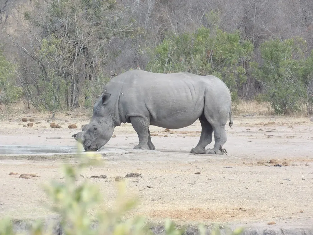 Kruger National Park: Africa's Big Five Haven (Image Credits: Unsplash)