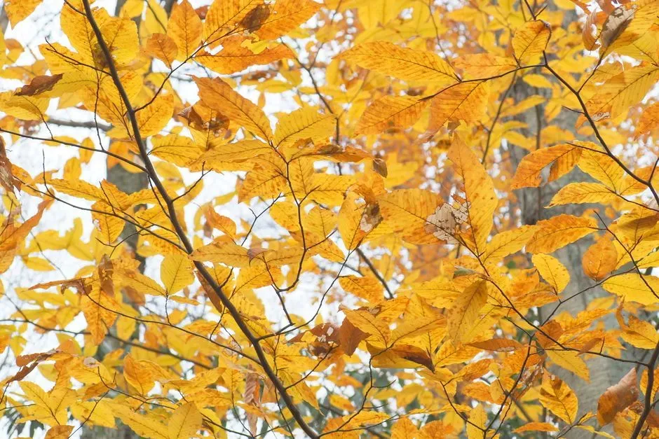 #9. American Beech (Fagus grandifolia) (Image Credits: Pexels)