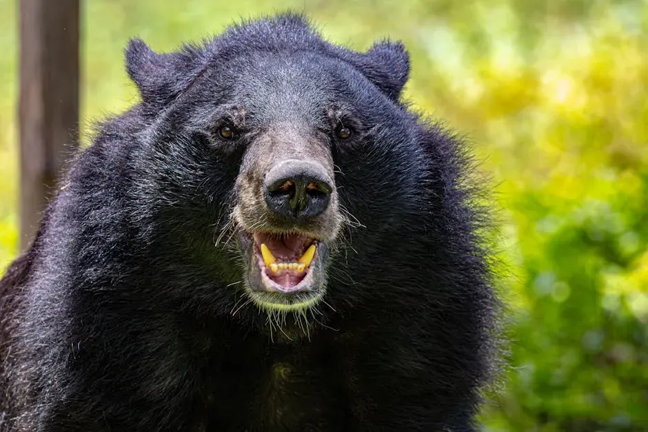 Black Bears Across the Nation: A State-by-State Surge (Image Credits: Pexels)