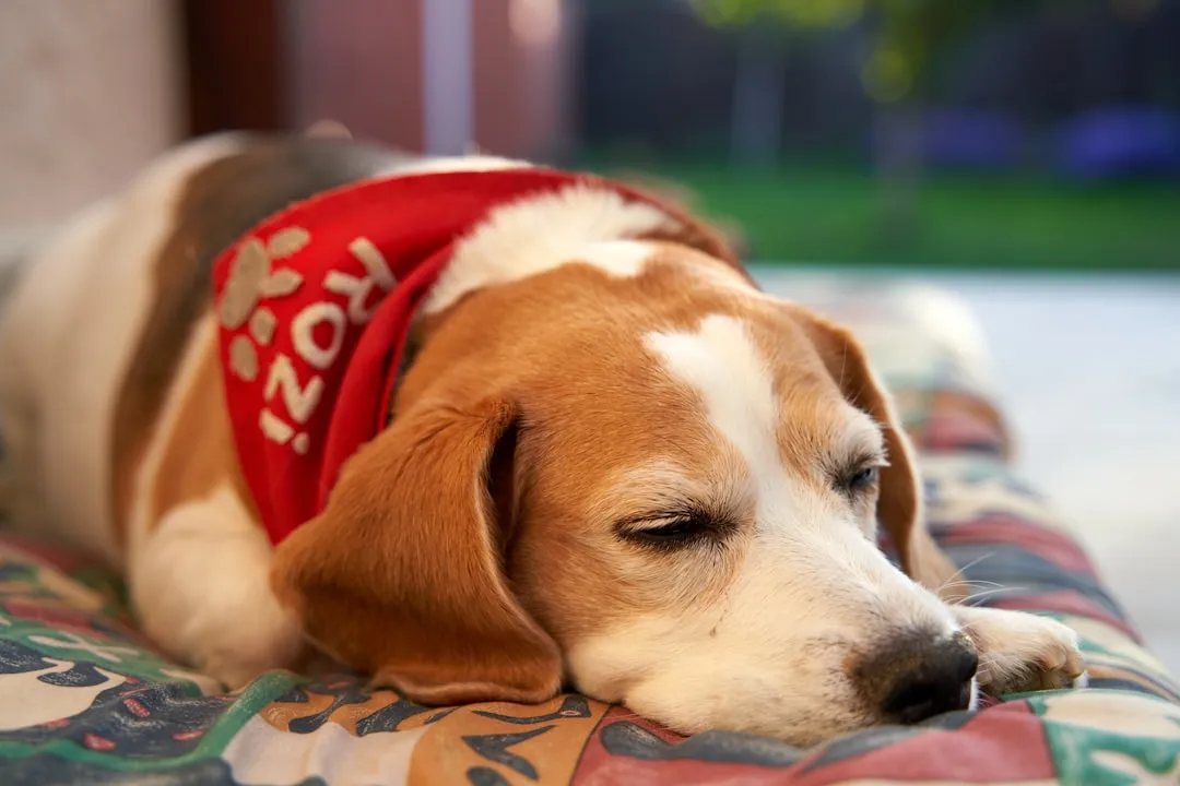 #16 - The Beagle You Never Hear Howling Anymore (Image Credits: Unsplash)