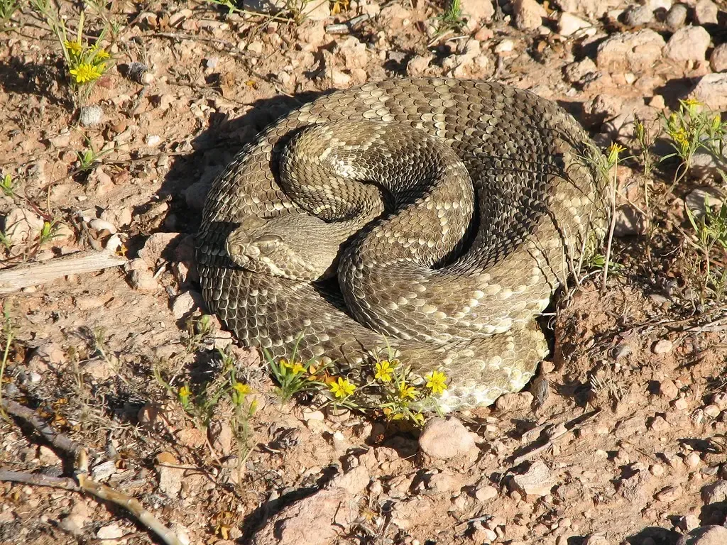 Mojave Rattlesnake (Image Credits: Flickr)