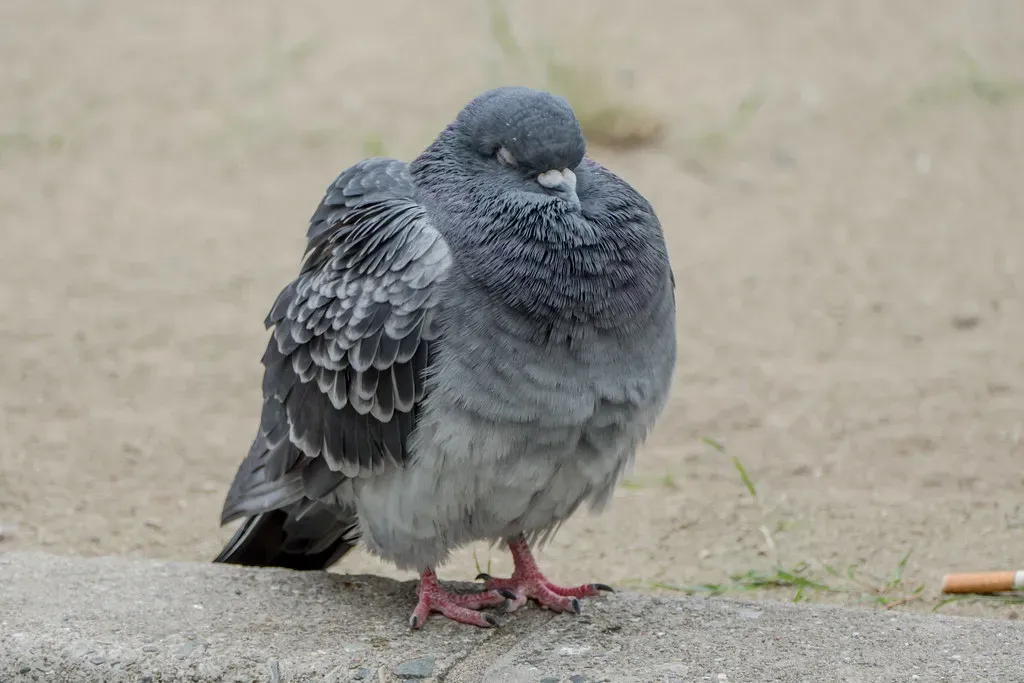 Pigeon (Image Credits: Flickr)