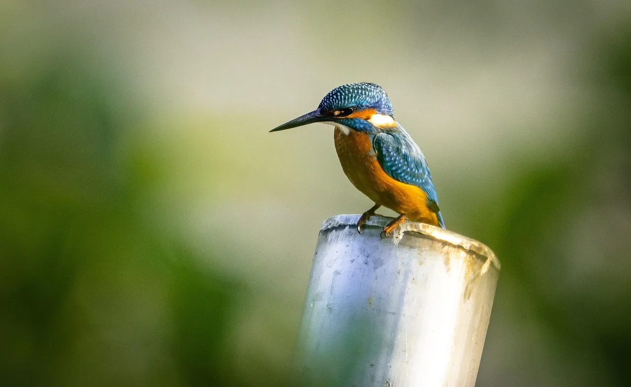 #10 - They Perch Lower and Closer to Ground Level Around You (Image Credits: Pixabay)