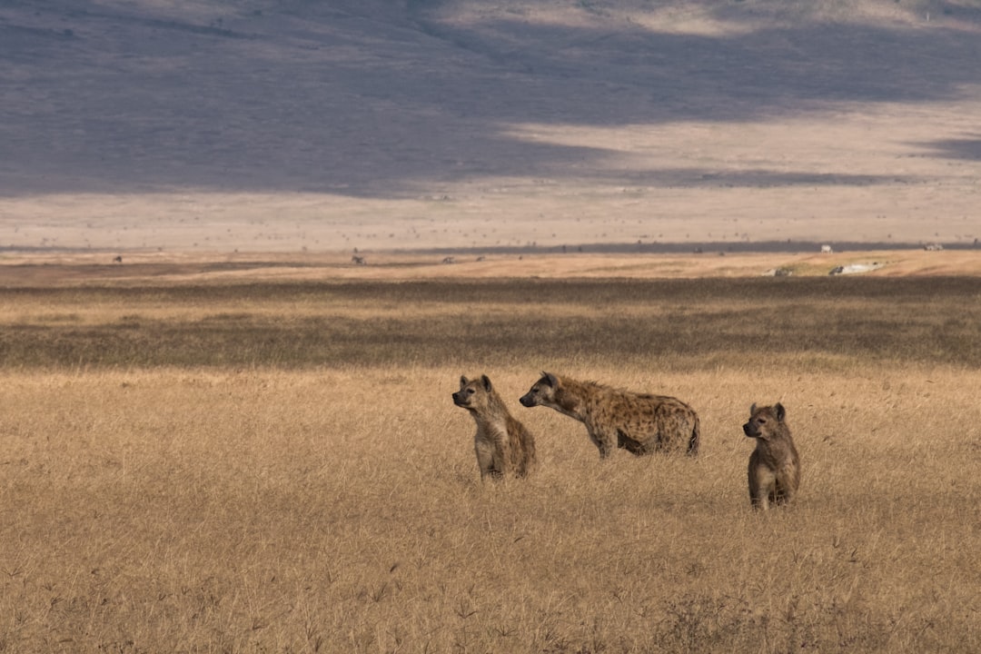 When Pack Coordination Turns Deadly (Image Credits: Unsplash)