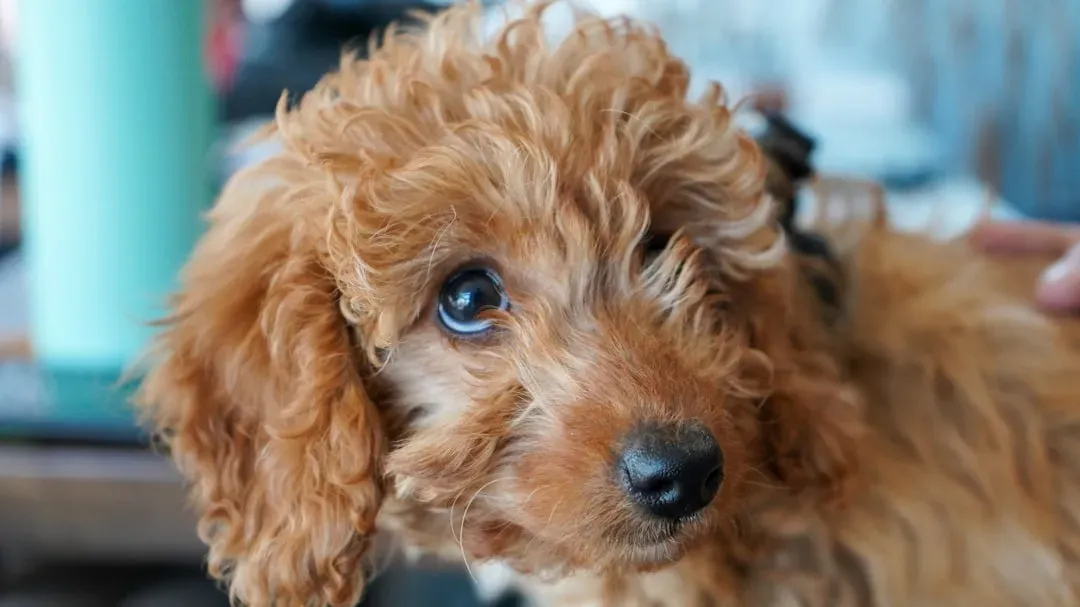 Mastering the Puppy Dog Eyes (Image Credits: Unsplash)