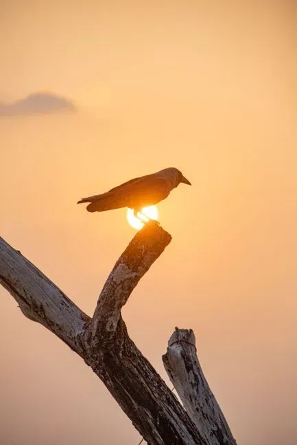 Shifting Perspectives on Animal Minds (Image Credits: Pexels)