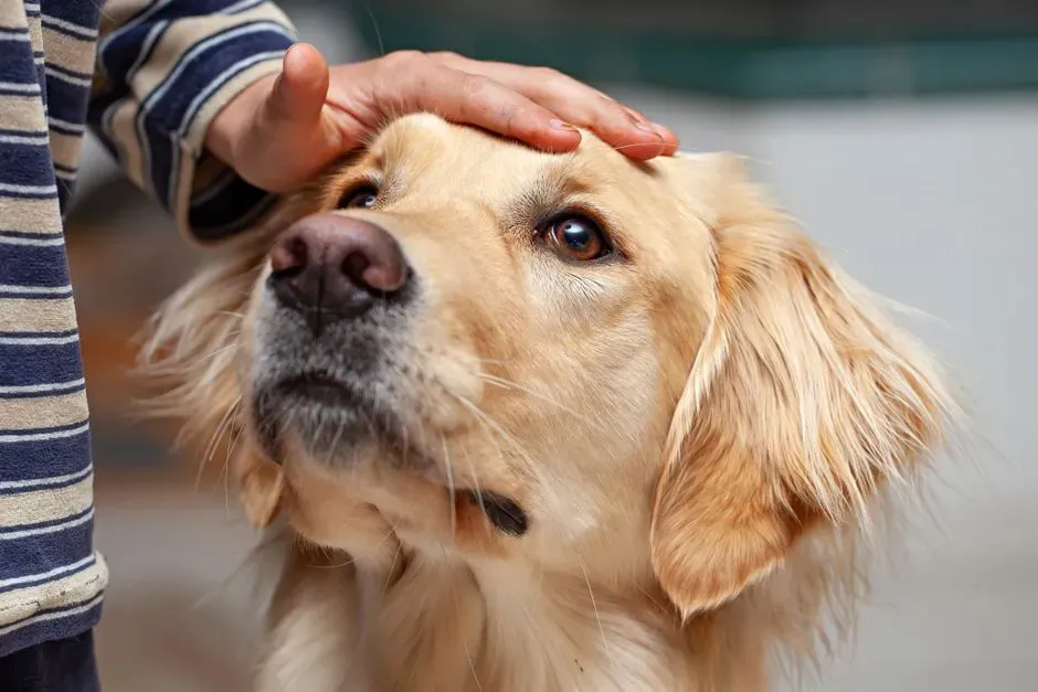The Science Behind Canine Emotional Detection (Image Credits: Pexels)