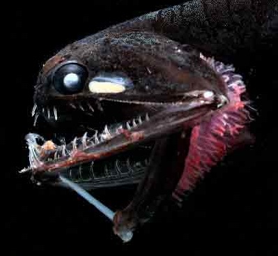 Supernatural Senses in Absolute Darkness (Image Credits: Wikimedia)