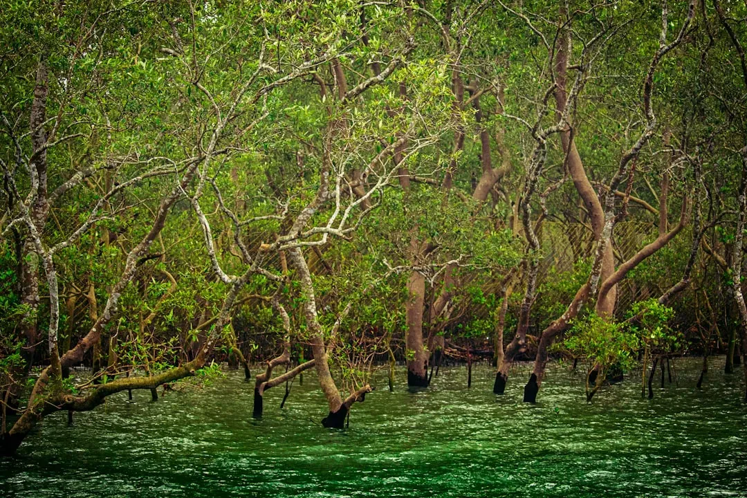 Nature's Storm Barrier: How Mangroves Shield the Shore (Image Credits: Unsplash)