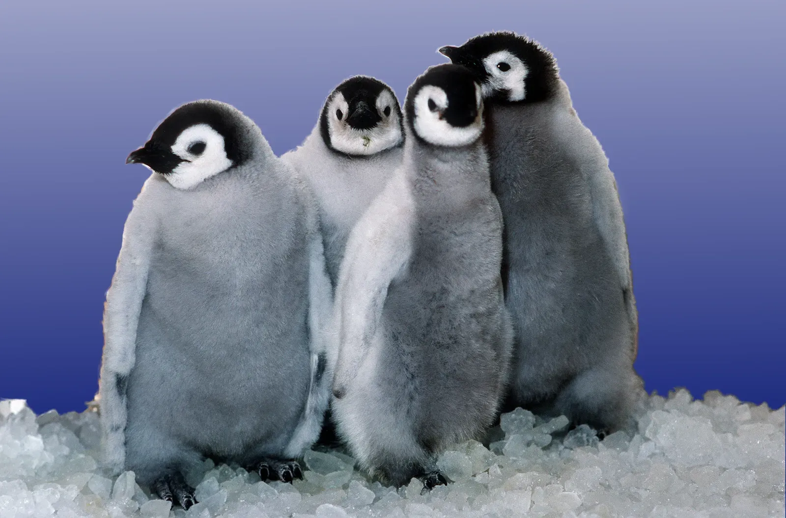 3. Emperor Penguins and Their Huddle Strategy (Image Credits: Wikimedia)