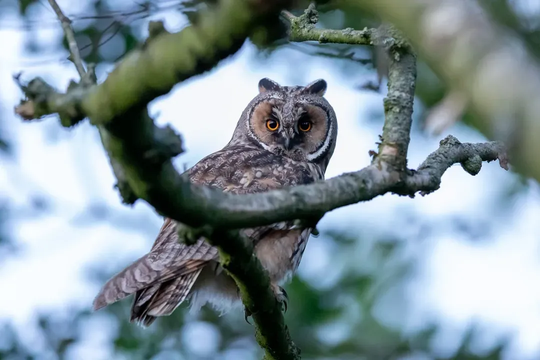 Their Ears Are Asymmetrical for 3D Sound Tracking (Image Credits: Unsplash)