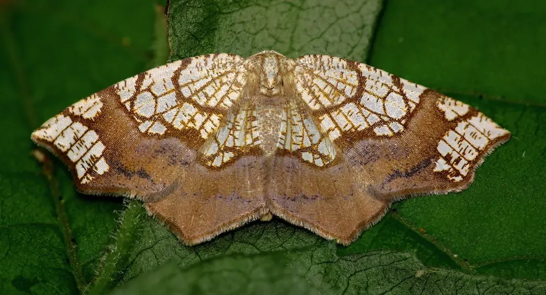 Greater Wax Moths Hear Frequencies 15 Times Higher Than Humans (Image Credits: Unsplash)
