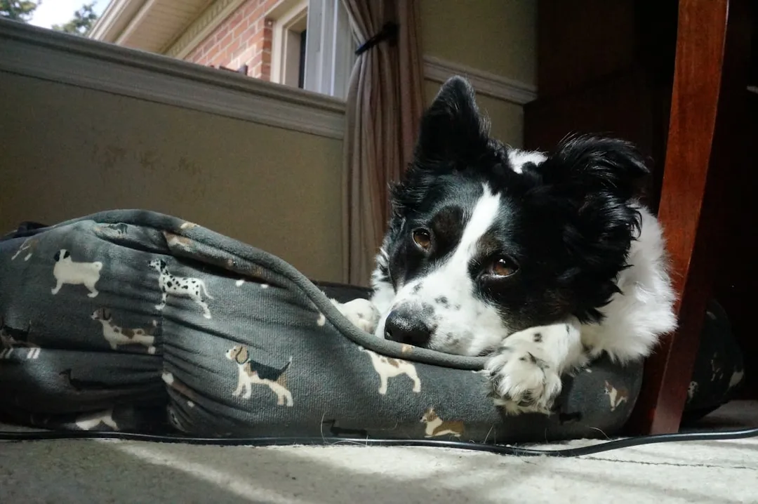 Border Collie: Genius Herding Dog Turned Interior Decor Destroyer (Image Credits: Unsplash)