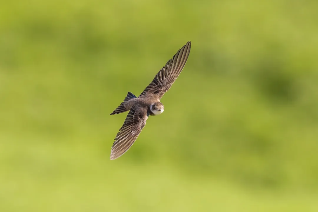 3. Common Swift – Months in the Air, Home in the Same Roof Tile (Image Credits: Unsplash)