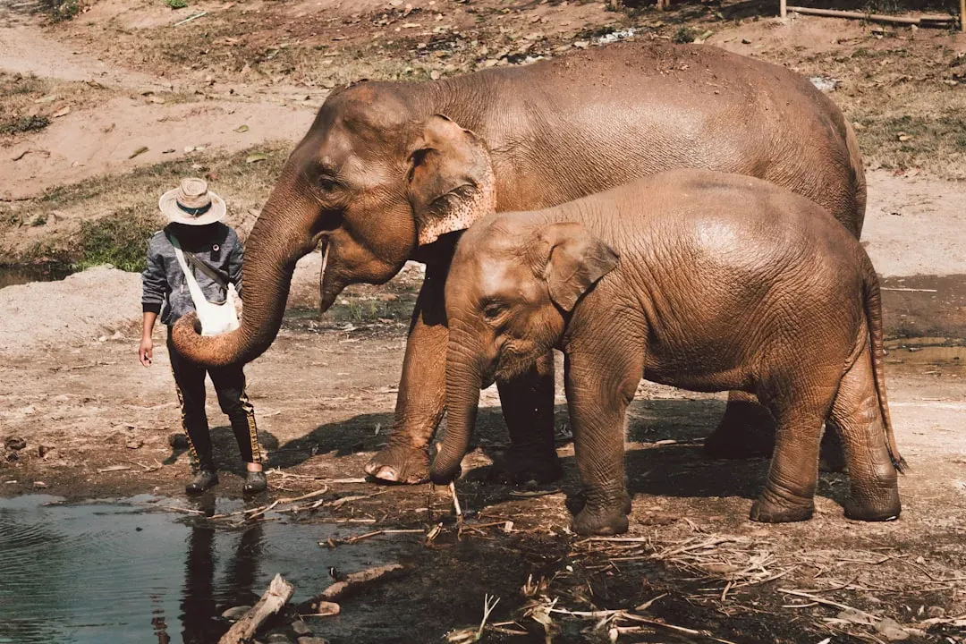 Consistency Across Cultures and Species (Image Credits: Unsplash)