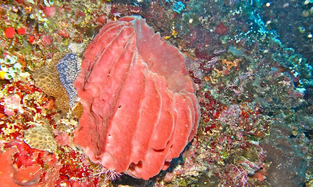 Sponges That Witnessed the Rise of Civilizations (Image Credits: Flickr)