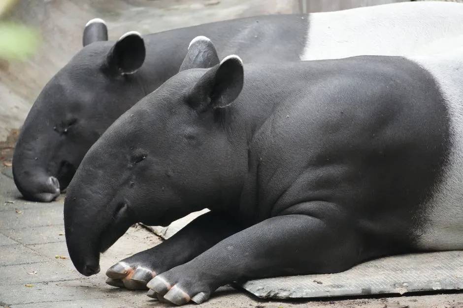9. Threatened by Habitat Loss and Hunting (Image Credits: Pexels)