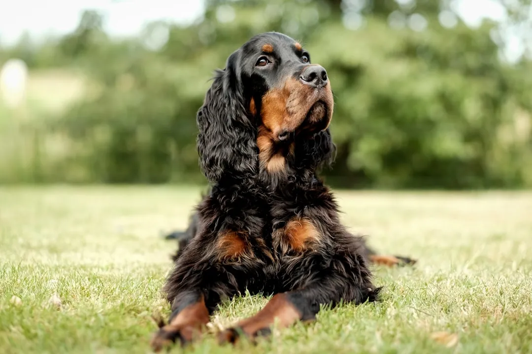 #3 - Field Spaniel: The Breed That Almost Vanished Once Already (Image Credits: Unsplash)