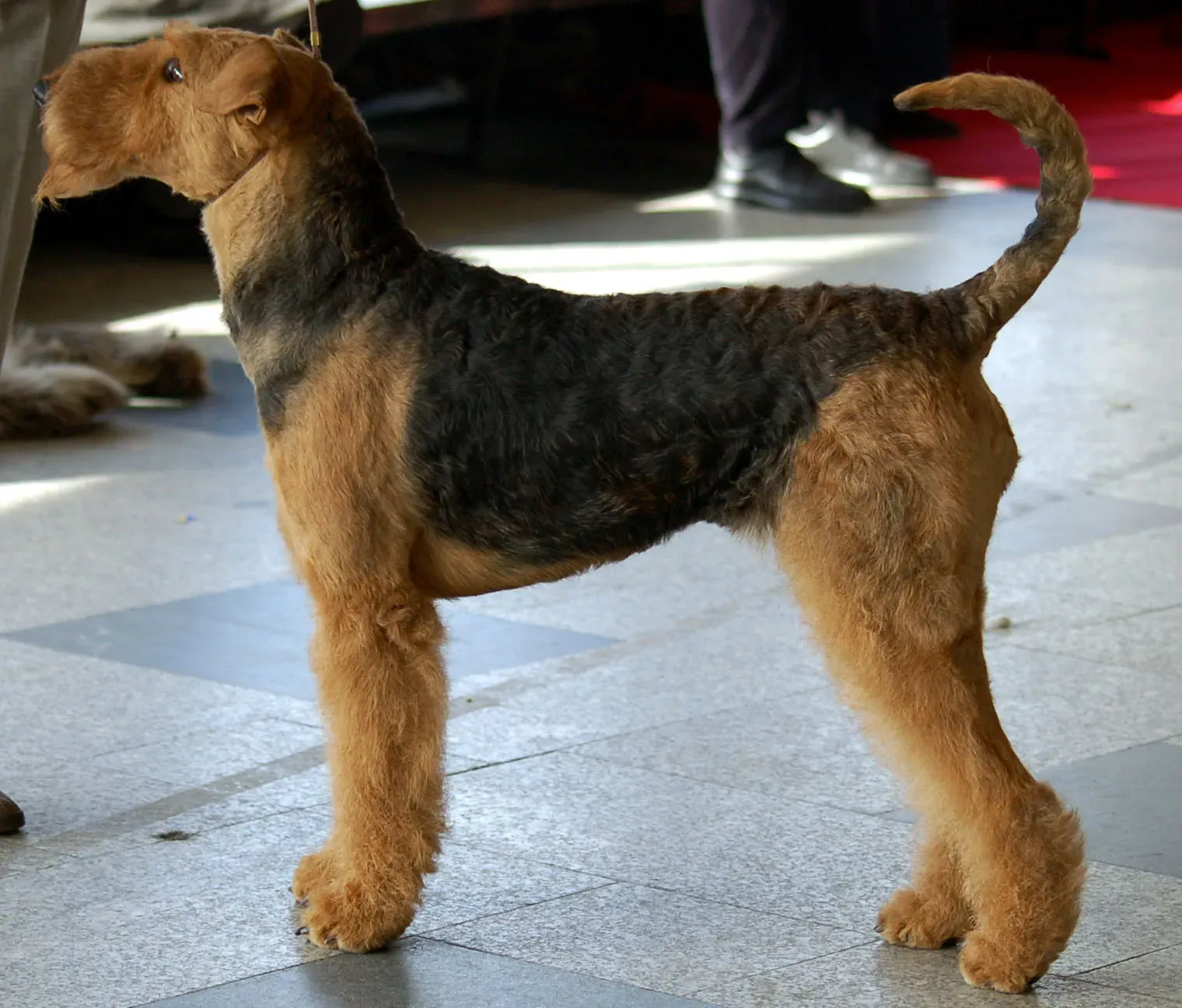 Airedale Terrier: The Underrated King of Terriers (Image Credits: Wikimedia)