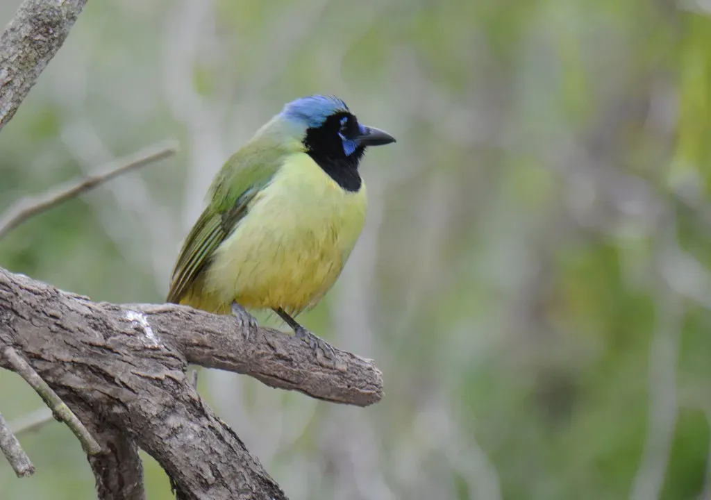 The Green Jay: A Tropical Surprise in America (Wildreturn, Flickr, CC BY 2.0)