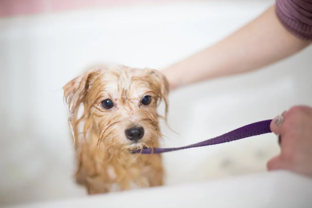 #31 - They Stop Caring About Smelling Perfectly "Clean" (Image Credits: Unsplash)