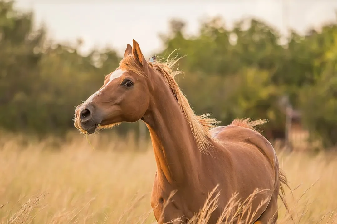 #5 - Calling, Pacing, and "Searching" When the Rider Should Be There (Image Credits: Unsplash)